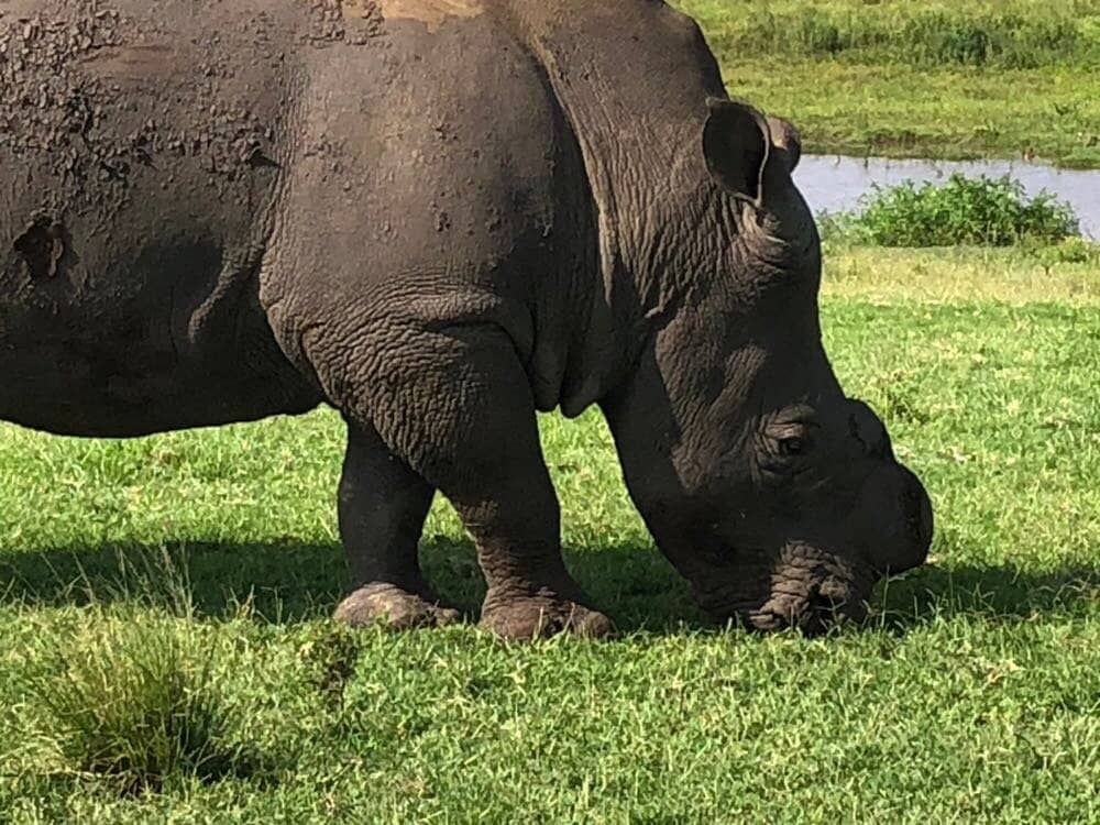 Abundant Wildlife Encounters