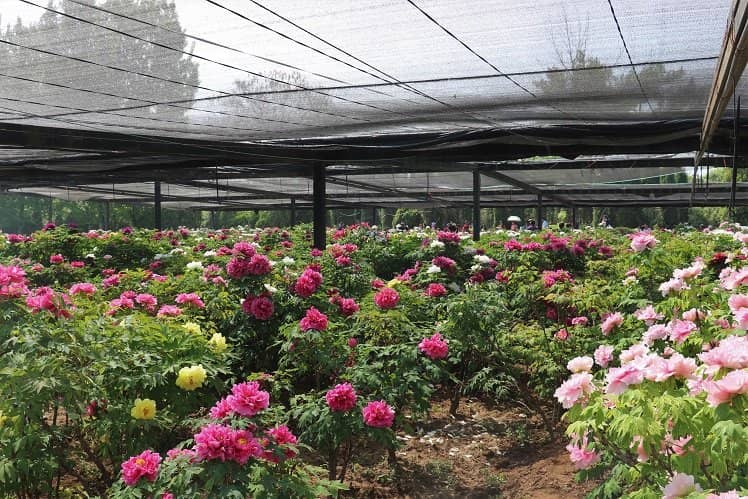 Intangible Cultural Heritage