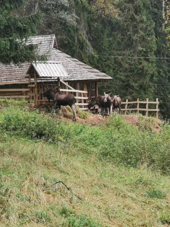 Gauja River Views