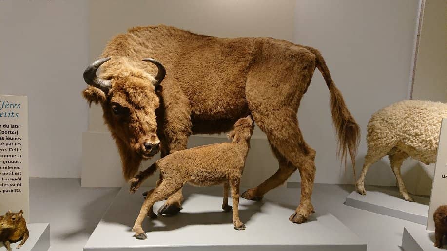 Megatherium Skeleton