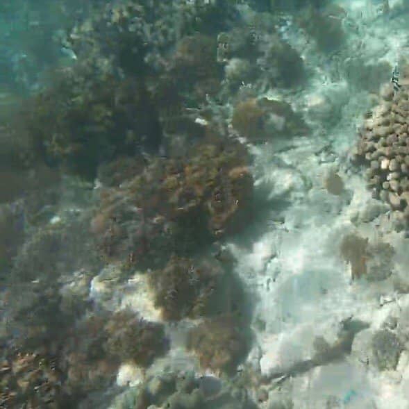 Marine Life Encounters