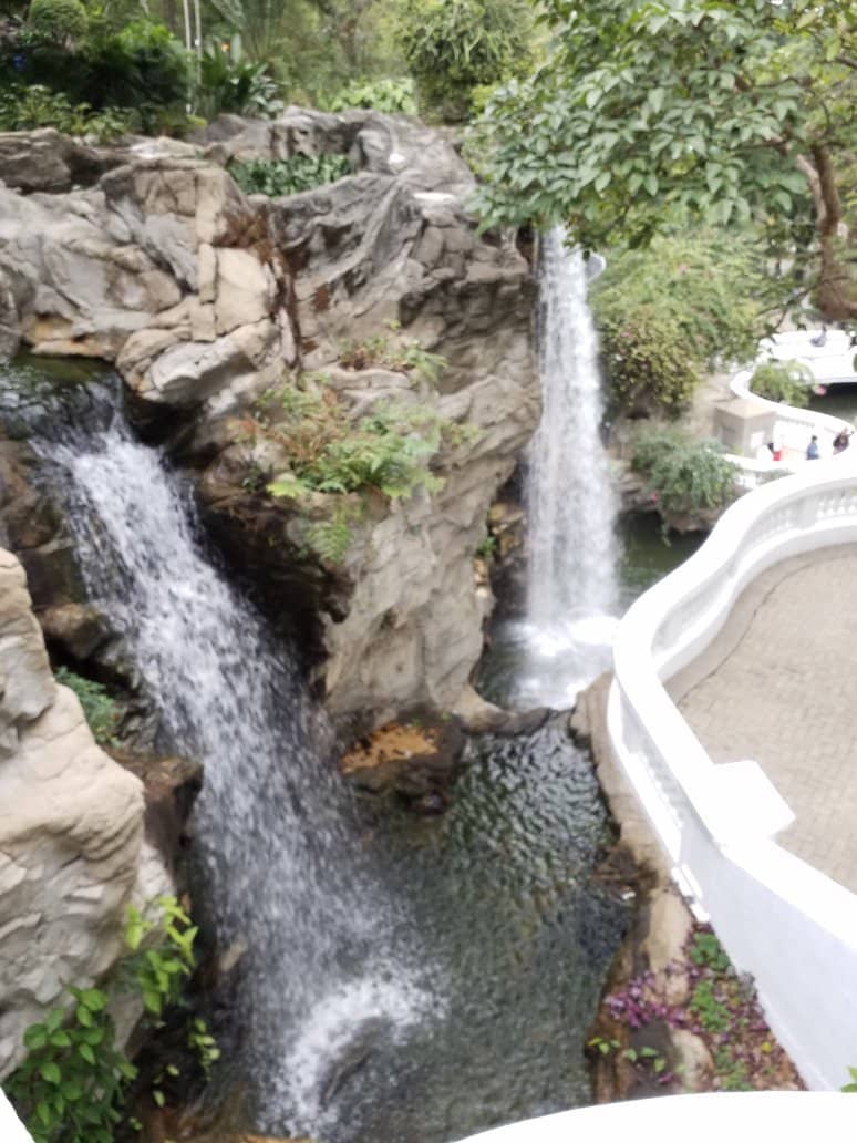 Exotic Orchid Collection