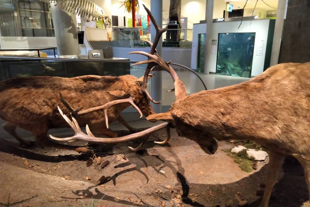 Engaging Exhibits