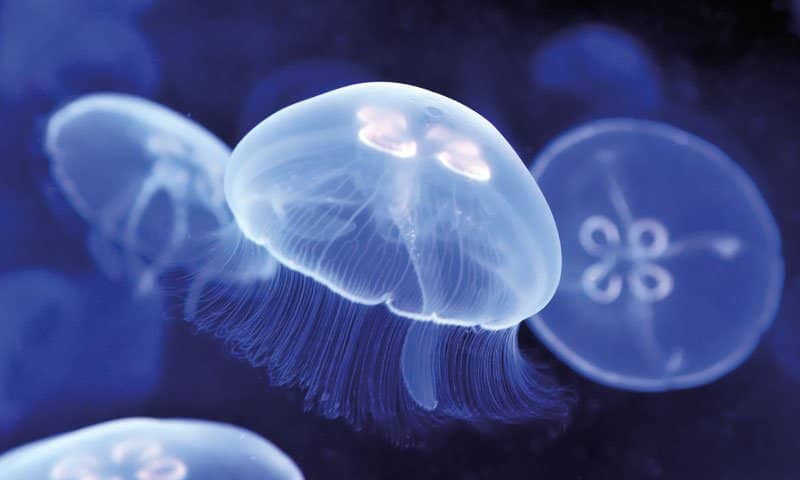 Reptile and Ant Exhibits