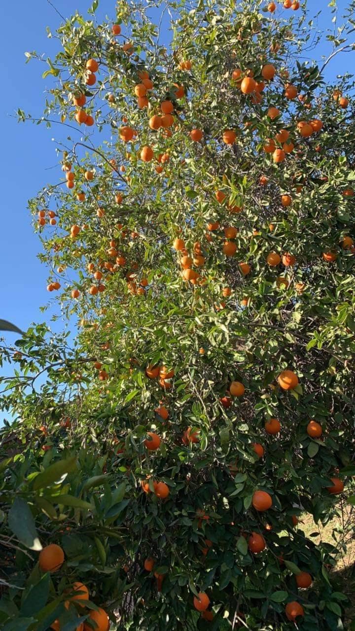 Local Citrus Varieties
