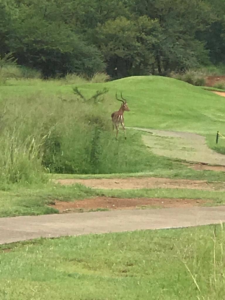 African-Themed Fairways
