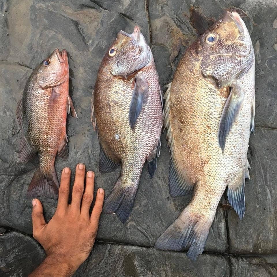 Fresh Seafood Delights