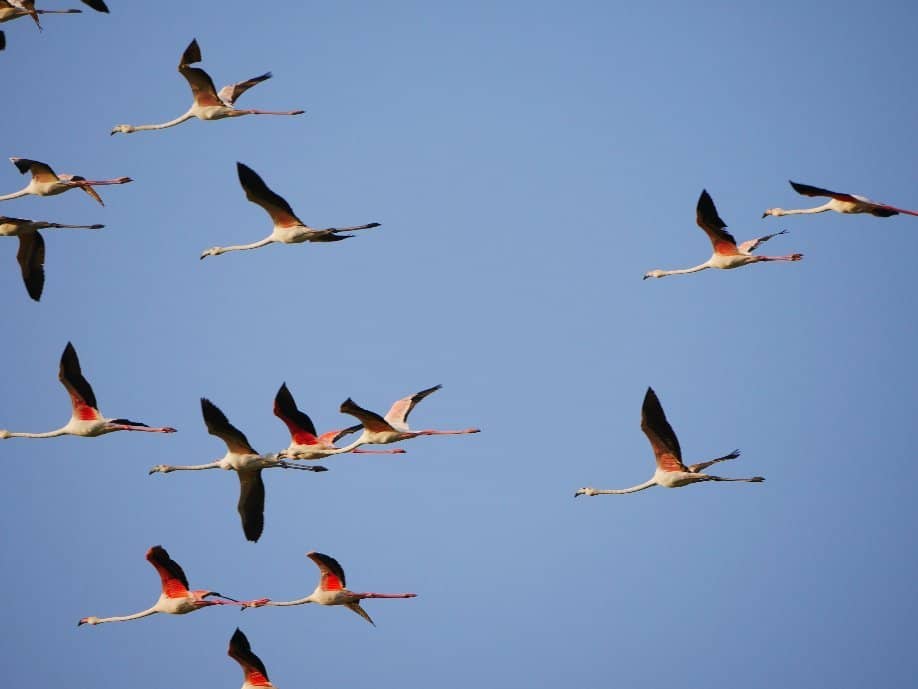 Flamingo Lake