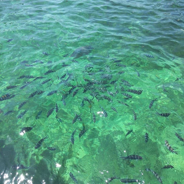 Mangrove Forest Tours