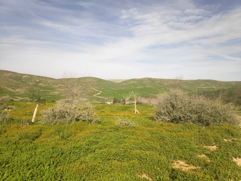 Bedouin Coffee Experience