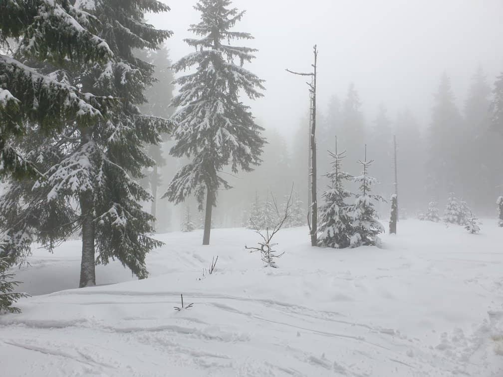 Černohorské rašeliniště