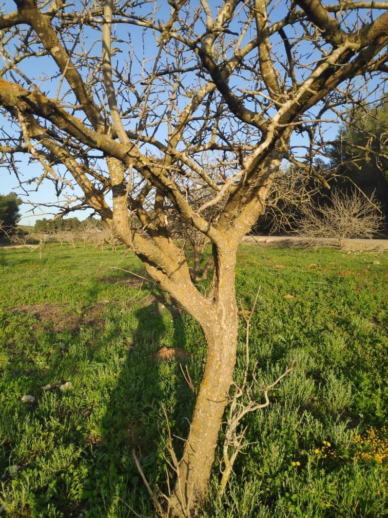 Desert Flowers in Spring