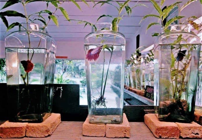 Diverse Betta Varieties