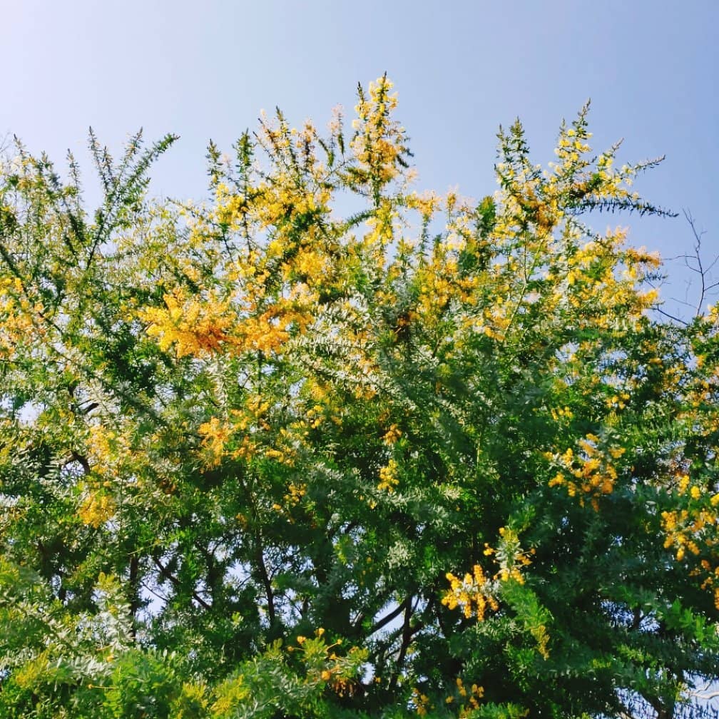 Sakura Blossom Season