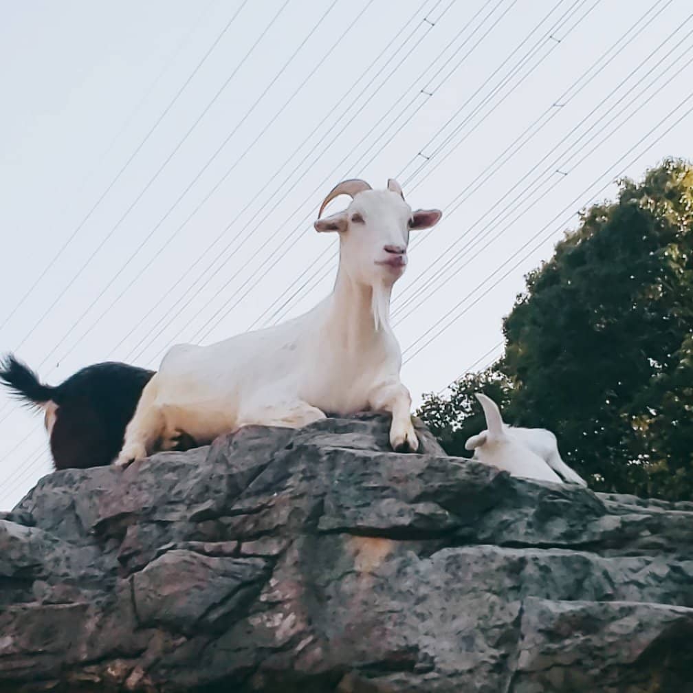Red Panda Encounters