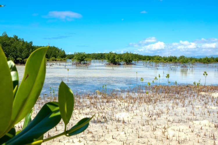 Mangrove Forests