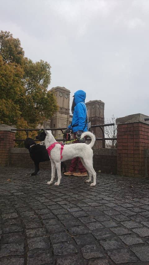 Cherry Blossom Spectacle