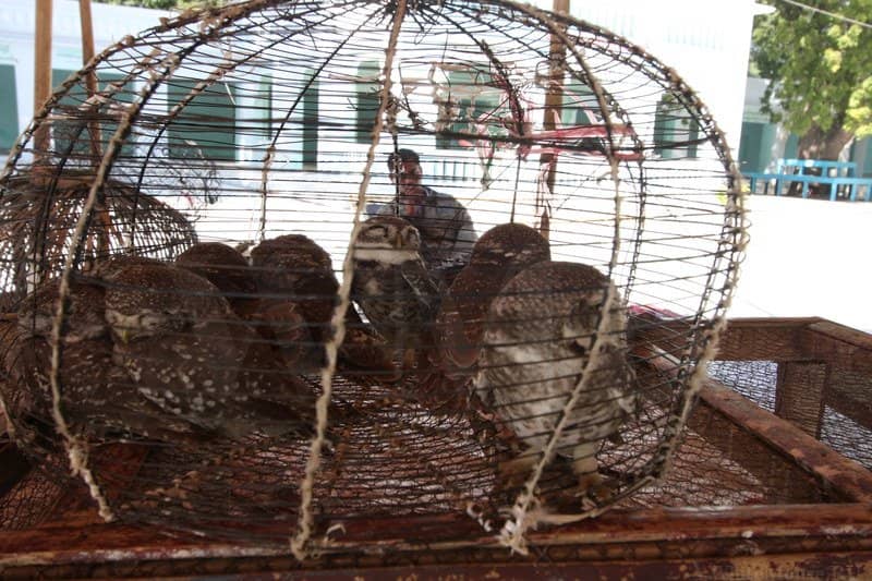 The Iconic Egg-Shaped Dome