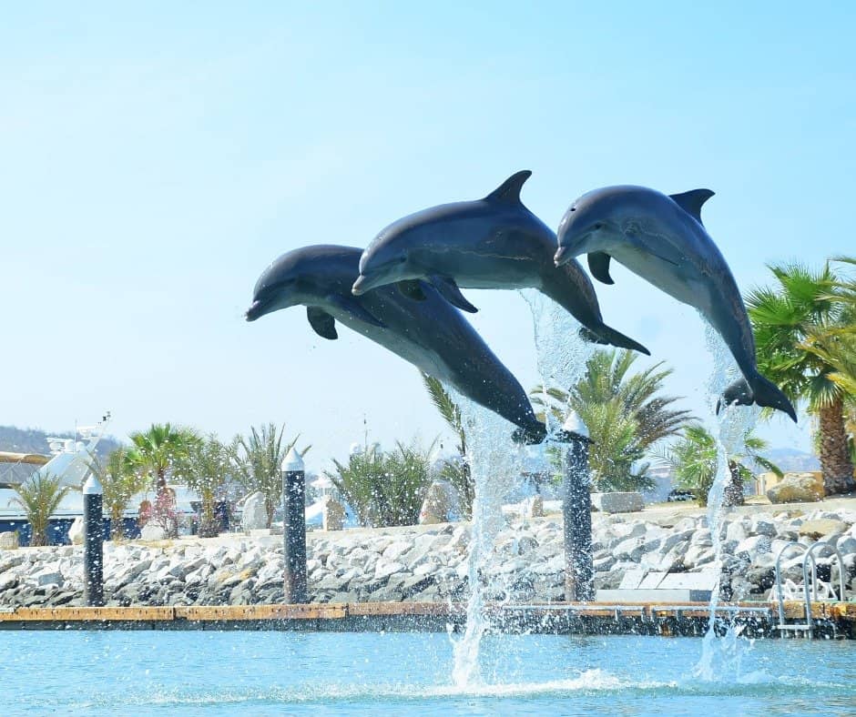Dolphin Kisses & Hugs