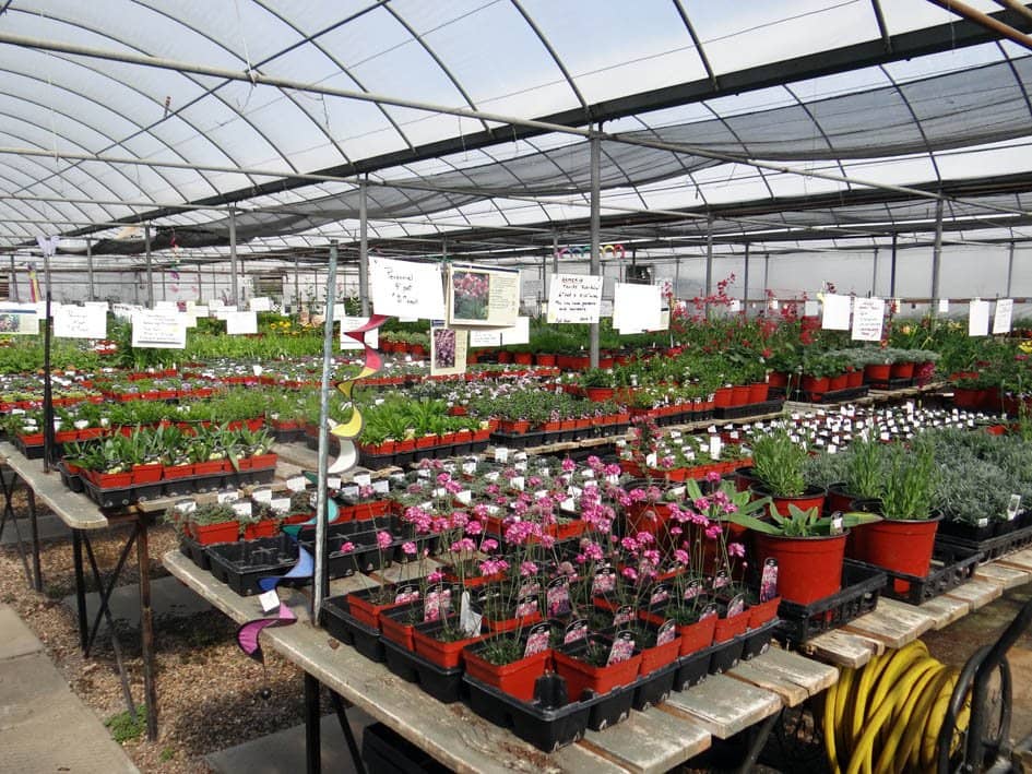 Extensive Plant Selection