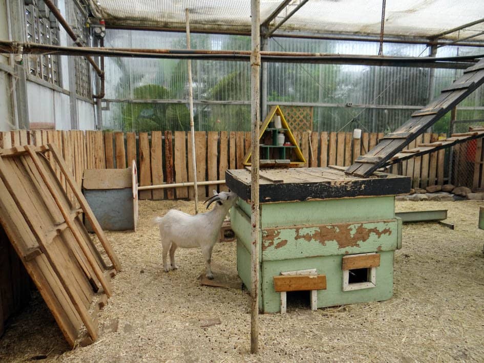 Charming Animal Encounters