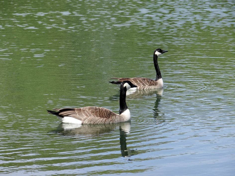 Mountain Biking Trails
