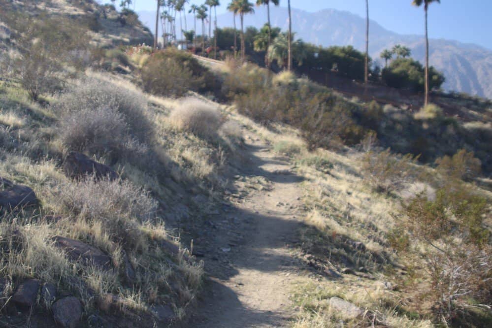 Lush Desert Bloom