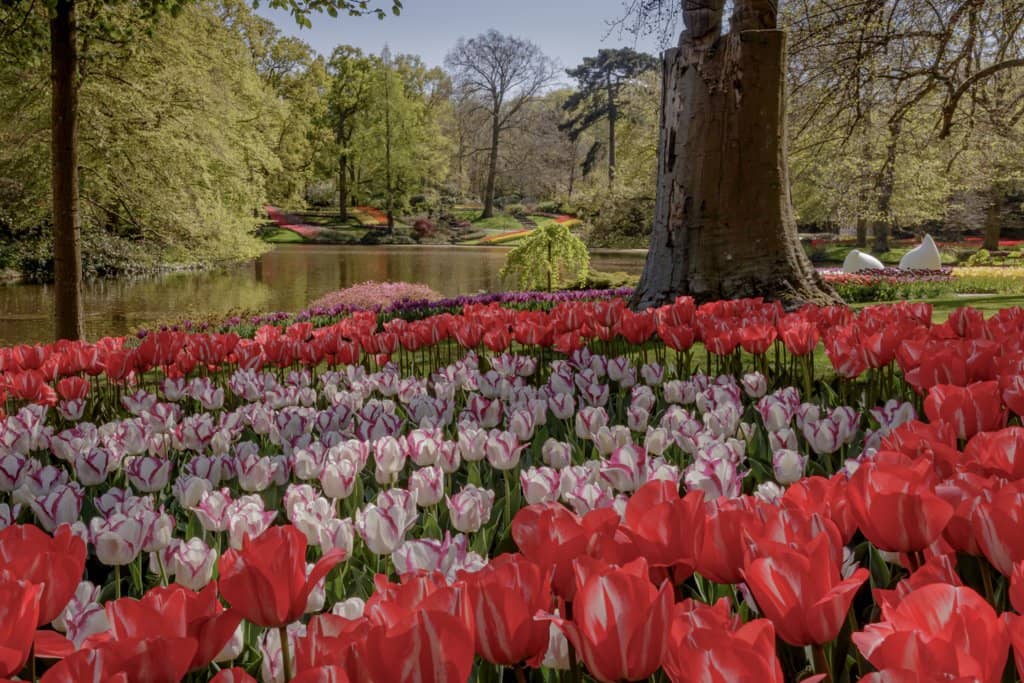 The Grand Tulip Displays