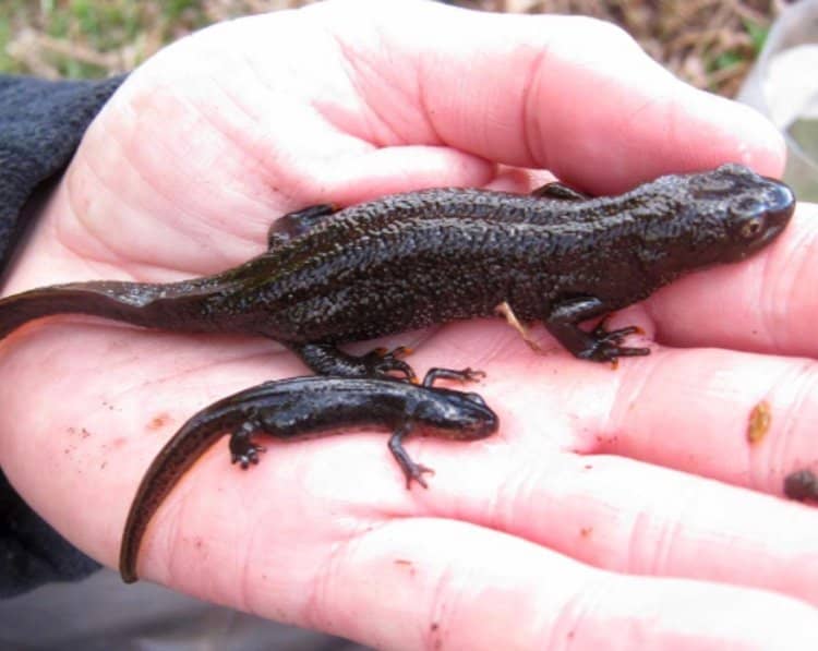 Wildlife-Rich Ponds