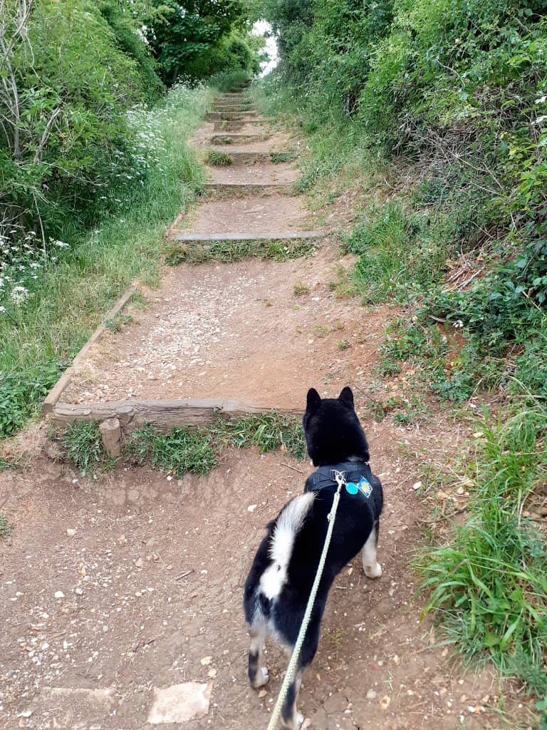 Challenging Steps & Trails