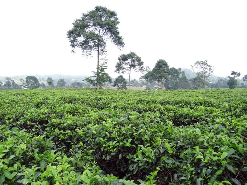 Lush Tea Plantations
