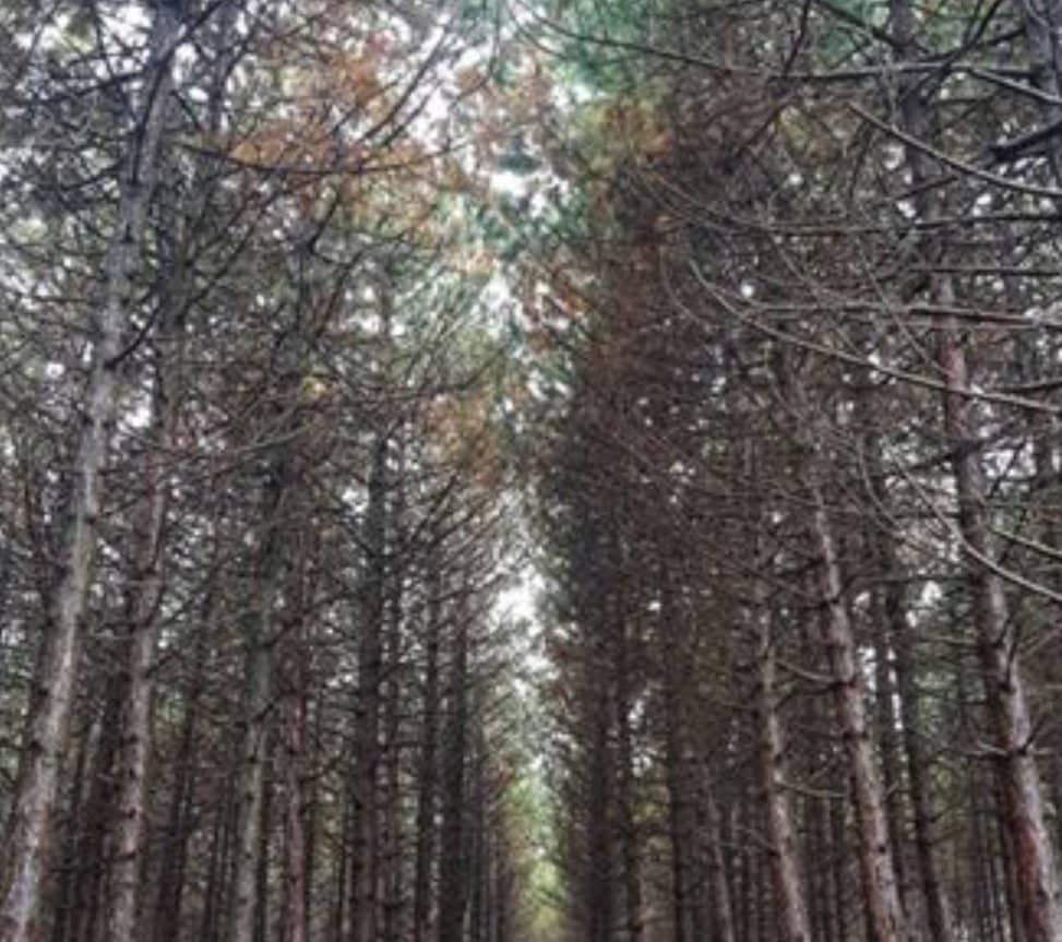 Expansive Green Spaces