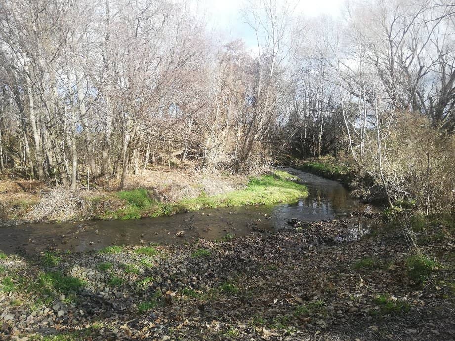 Lush Native Bush Walk