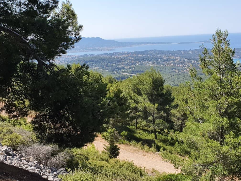 Wild Goats Encounter