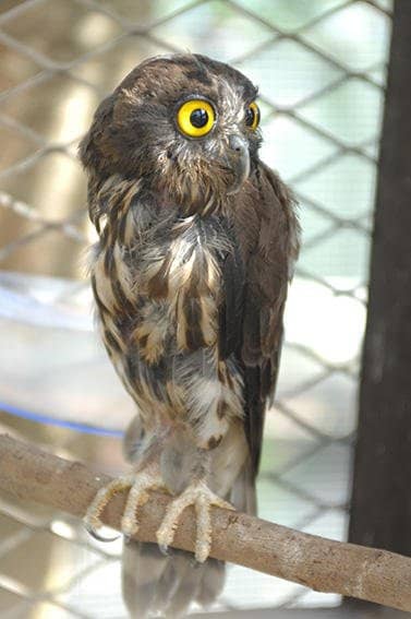 Refreshing Fruit Treats