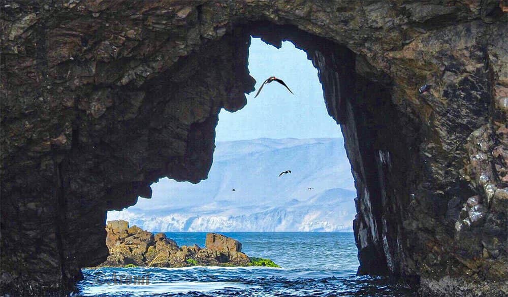 Humboldt Penguins