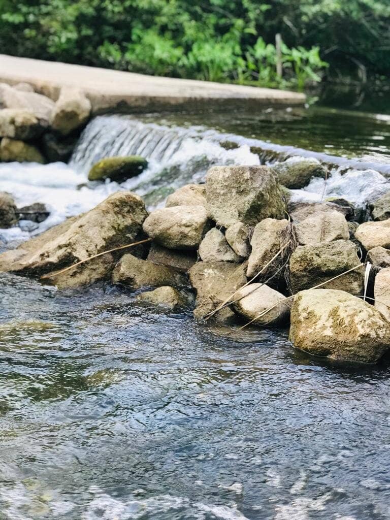 Abundant Wildlife