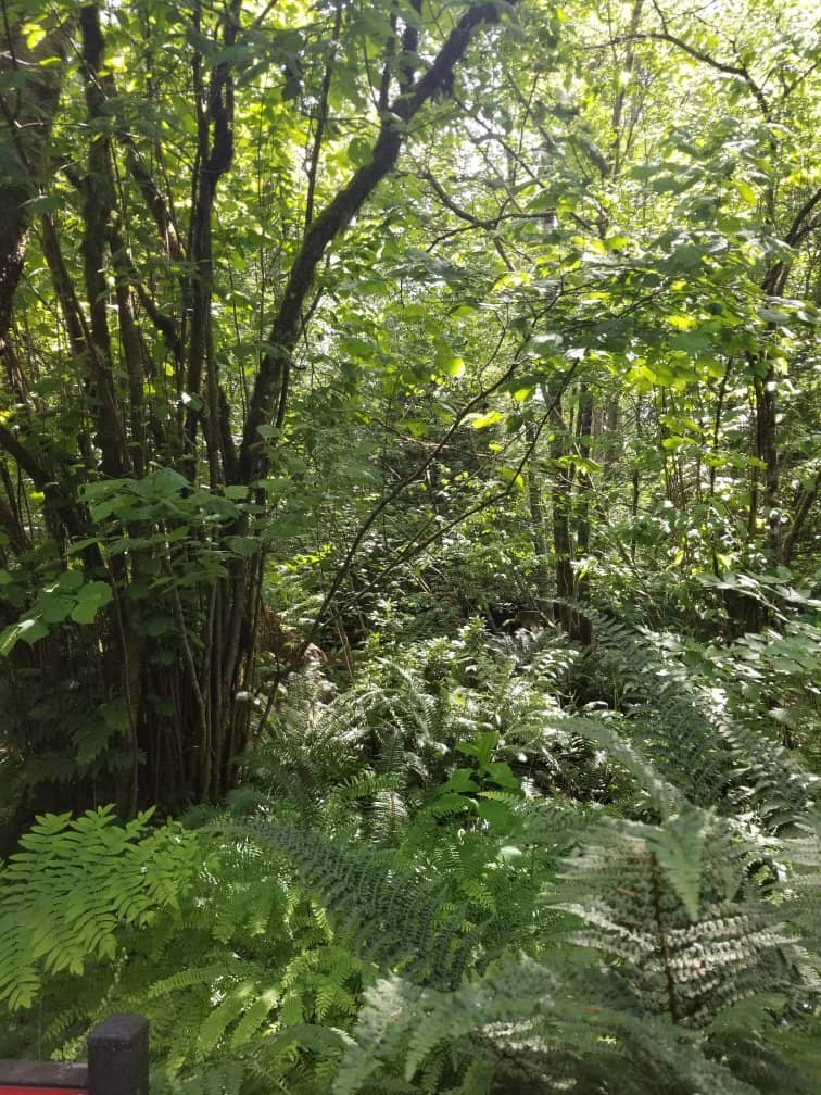 Bear Creek Christmas Train