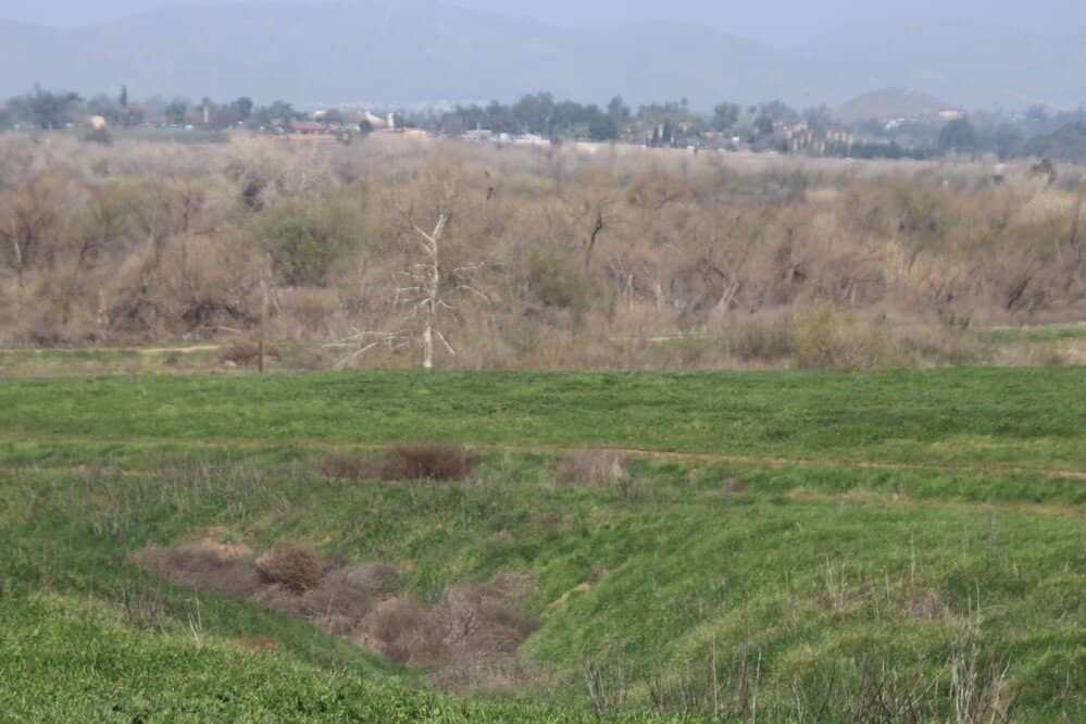 Wildflower Blooms