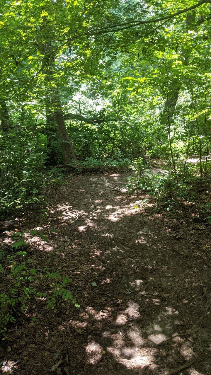 Deer Sightings