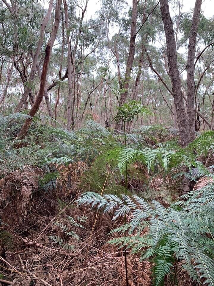 Forest Trails