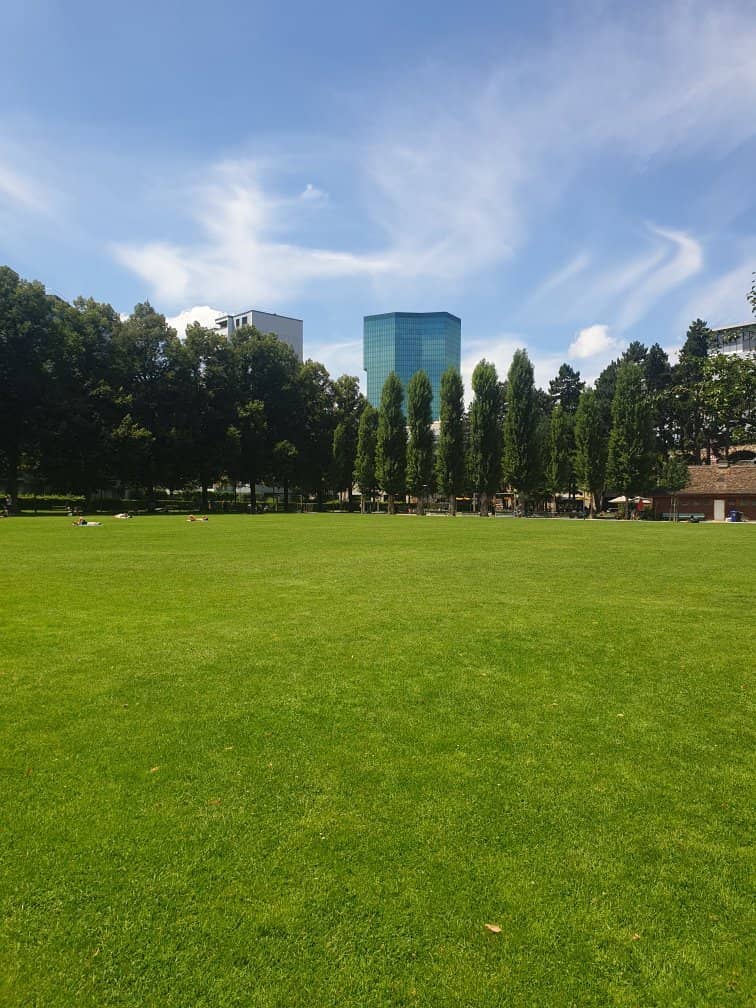 Expansive Grassy Fields