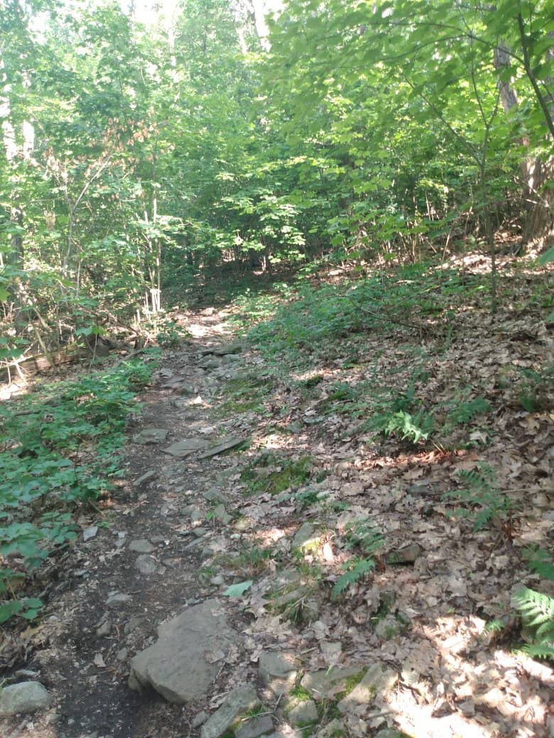 Fall Foliage Spectacle