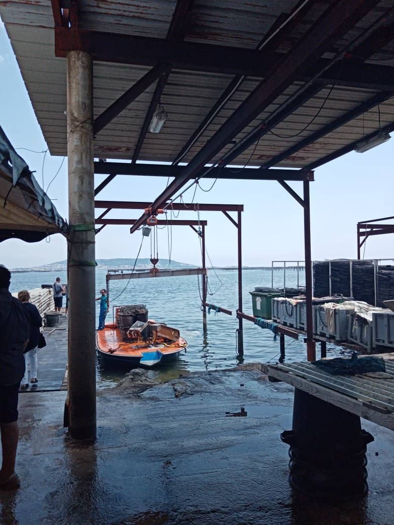 Mussels from the Lagoon