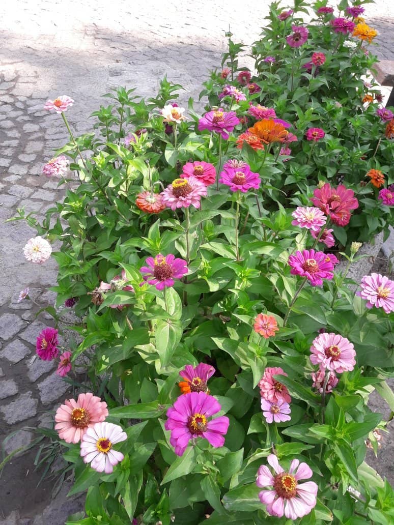 Stone-Paved Pathways