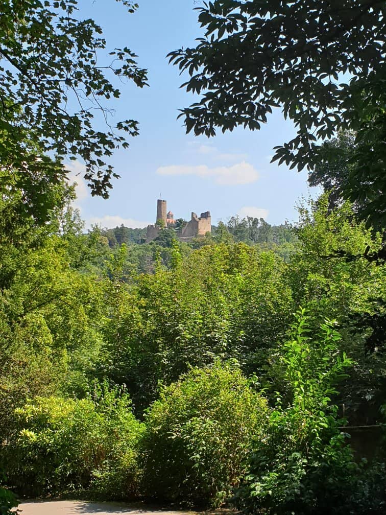 Fragrant Mexican Cypress