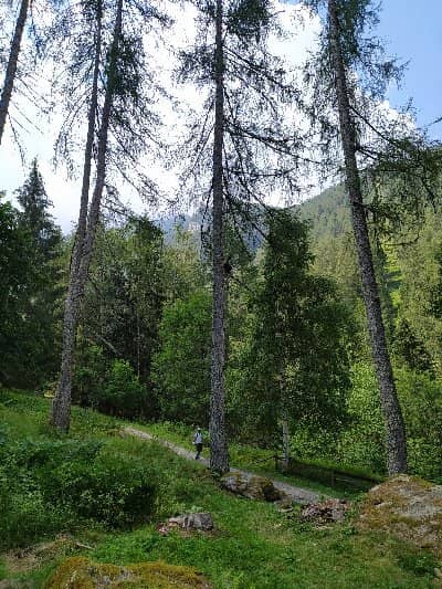 Artistic Nature Sculptures