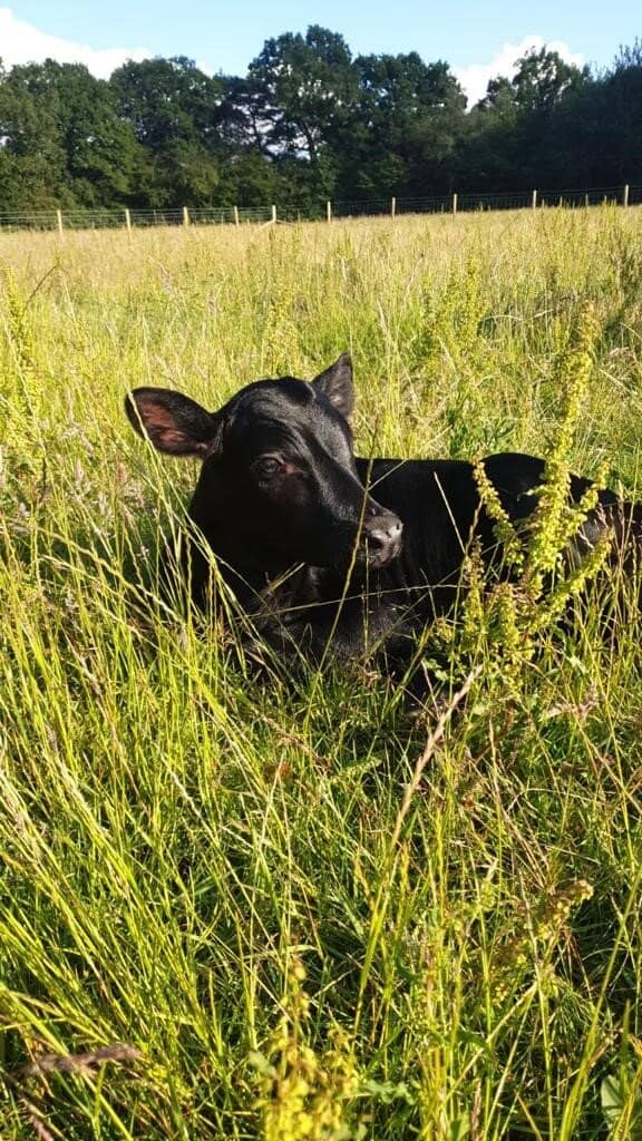 Rare Breeds Farm