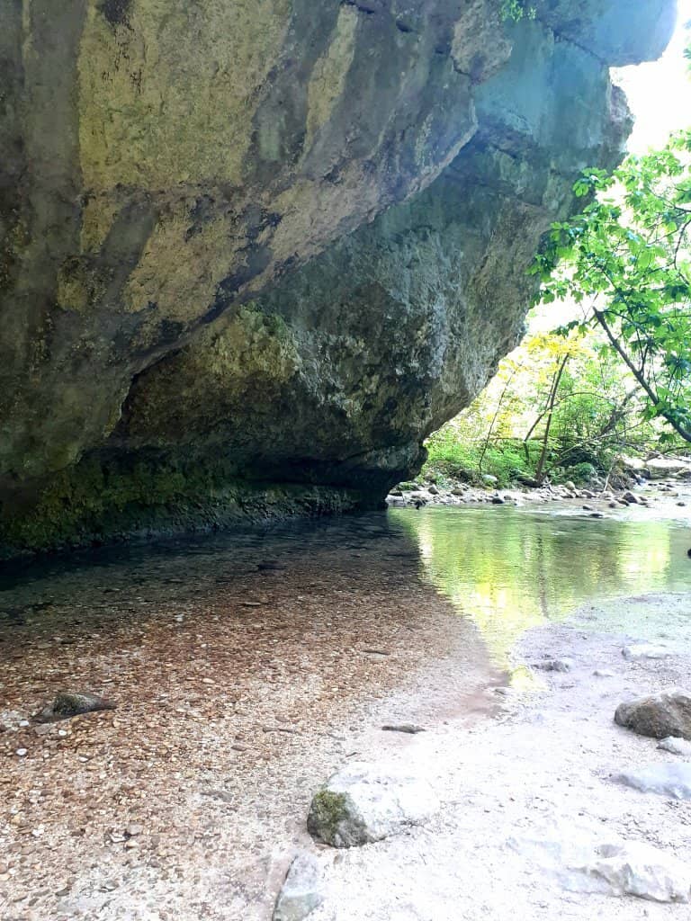 Majestic Beech Forest