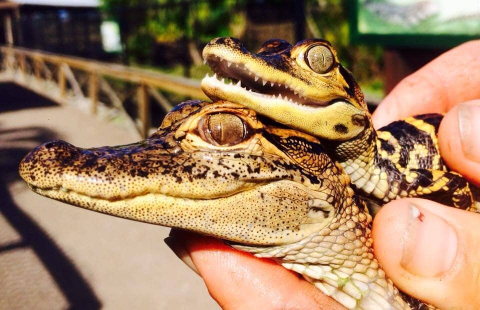 Wildlife Viewing Area